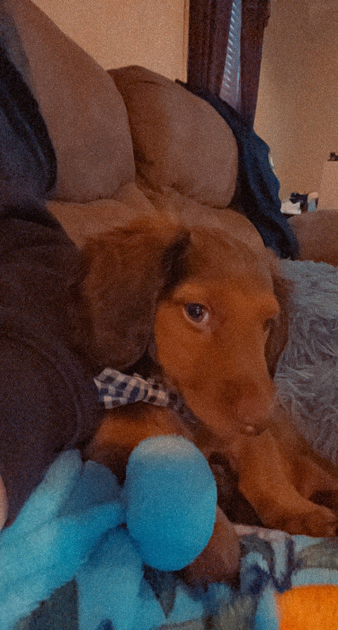 Harlow joined the competition — help win amazing prizes! canidae, carnivore, comfort, companion_dog, dog, dog_breed, fawn, fur, human_leg, liver, selfie, snout, sporting_group, stuffed_toy, tail, terrestrial_animal, toy, whiskers, wood, working_animal