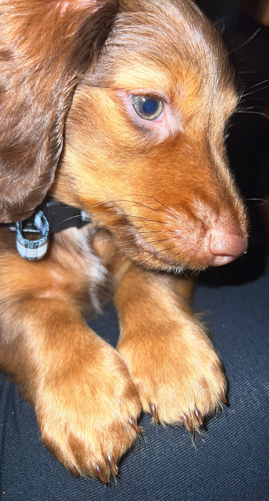 Harlow joined the competition — help win amazing prizes! brown, carnivore, companion_dog, dog, dog_breed, ear, fawn, fur, liver, paw, pet_supply, snout, sporting_group, whiskers, working_animal