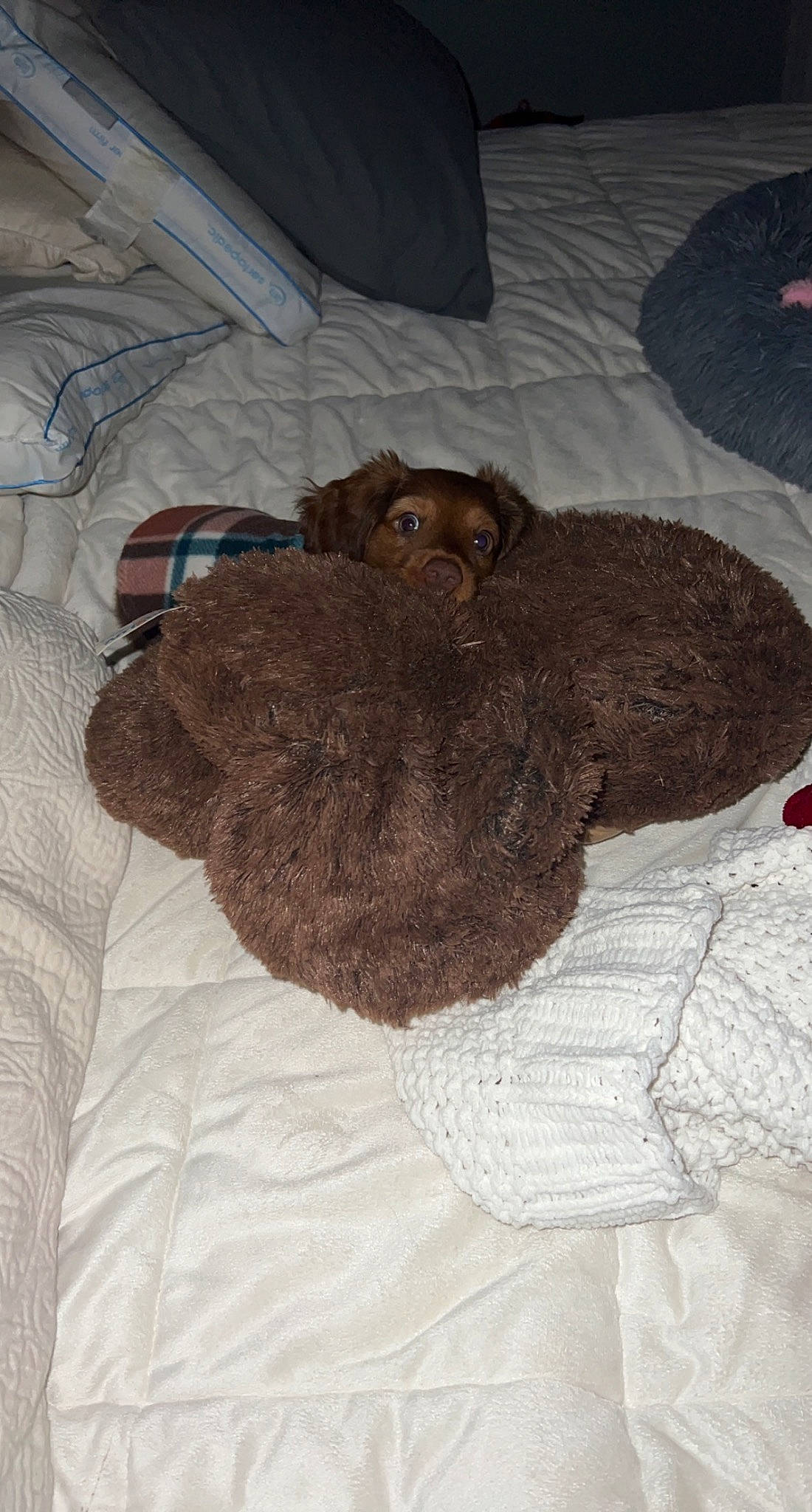 Harlow joined the competition — help win amazing prizes! bed, bed_sheet, bedding, canidae, comfort, dog_breed, fawn, flooring, fur, grey, linens, liver, pattern, room, sleeve, sporting_group, tail, wood, wool, woolen