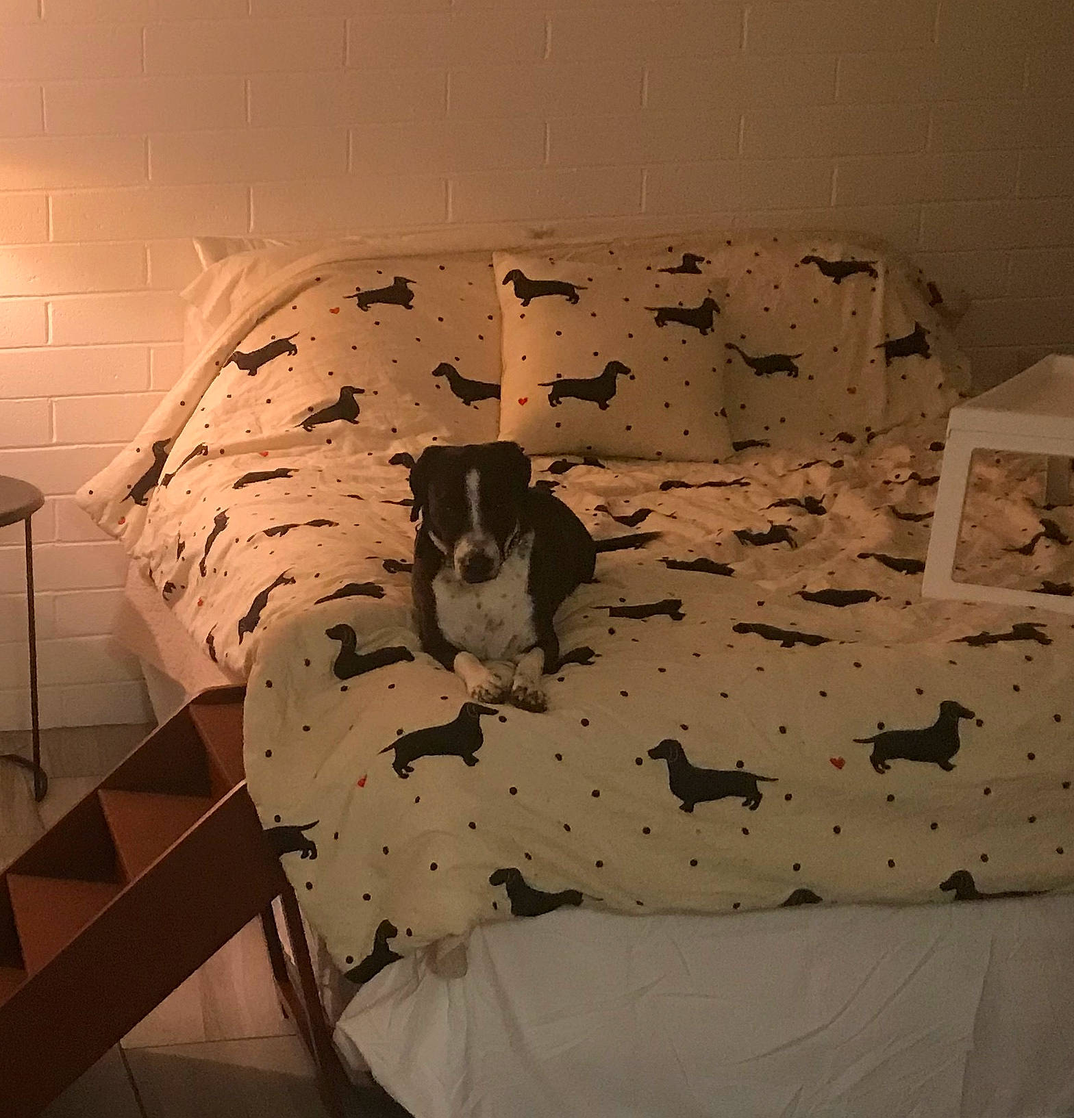 Khloe joined the competition — help win amazing prizes! art, bed_sheet, bedding, canidae, carnivore, comfort, companion_dog, dog, dog_breed, dog_supply, flooring, interior_design, linens, pattern, pet_supply, room, sporting_group, terrestrial_animal, tints_and_shades, working_animal