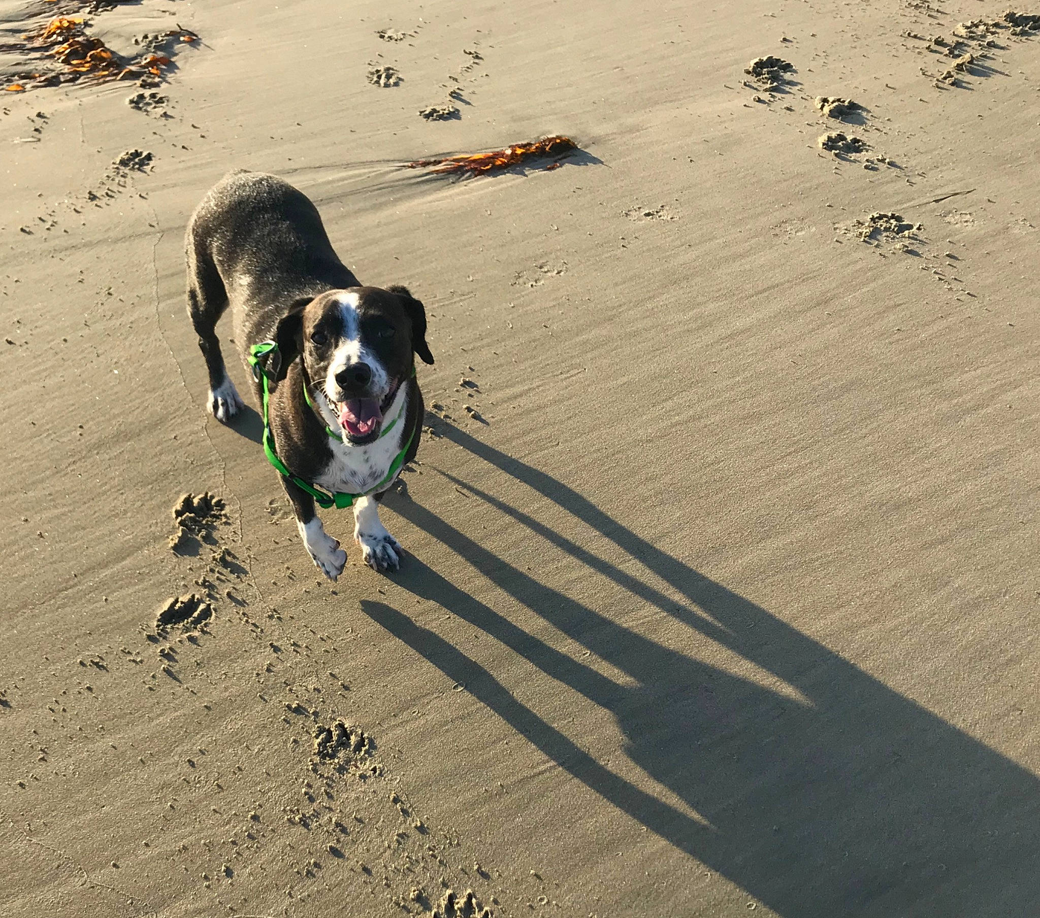 Khloe joined the competition — help win amazing prizes! art, beach, canidae, carnivore, collar, companion_dog, dog, dog_breed, dog_collar, landscape, leash, ocean, recreation, sand, shadow, singing_sand, snout, sporting_group, tail, working_animal