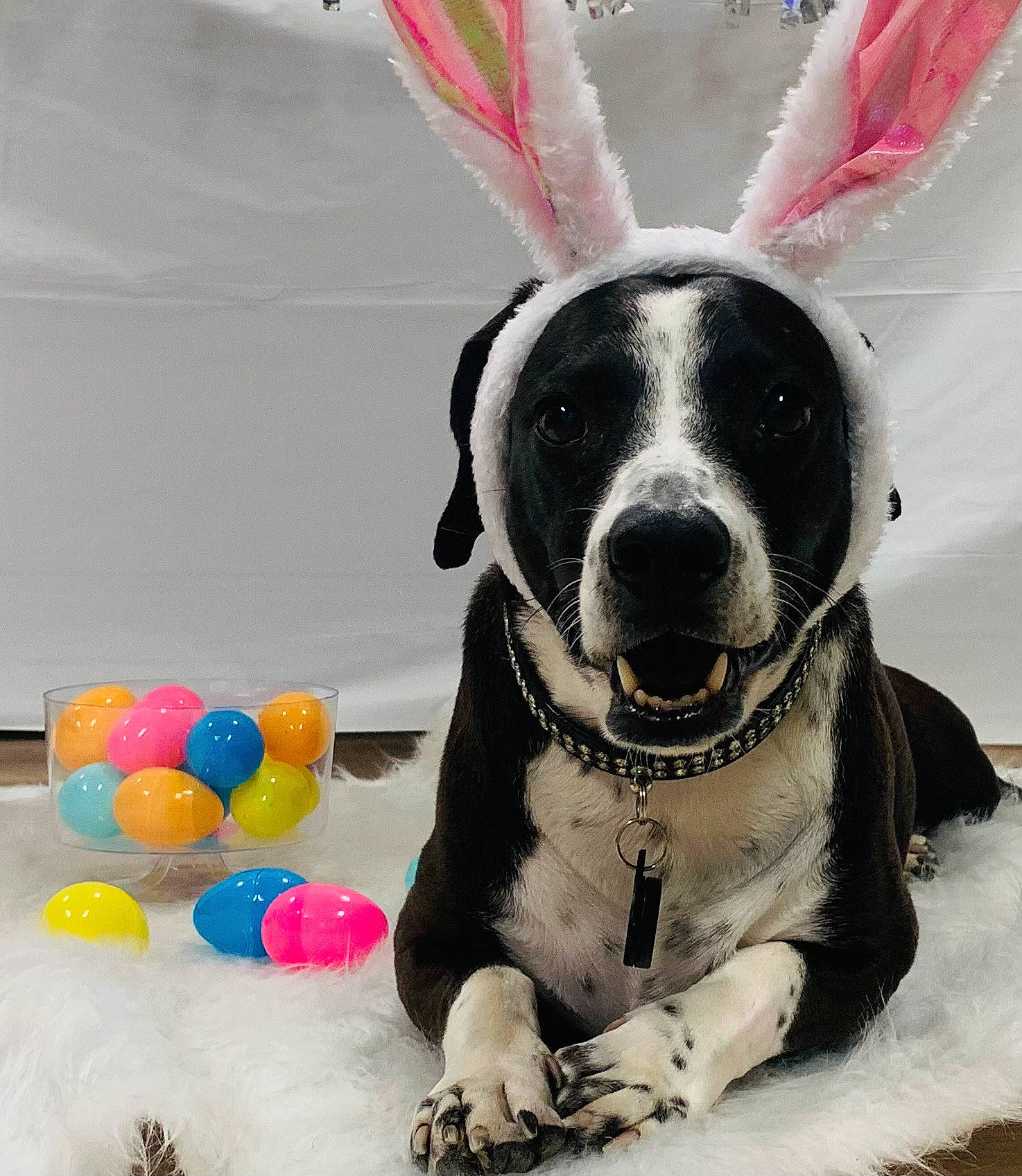 Khloe is registered to the contest to win money with this photo: canidae, carnivore, circle, collar, companion_dog, dog, dog_breed, dog_collar, dog_supply, fashion_accessory, fawn, fur, leash, party_supply, pet_supply, snout, sporting_group, toy, whiskers, working_animal