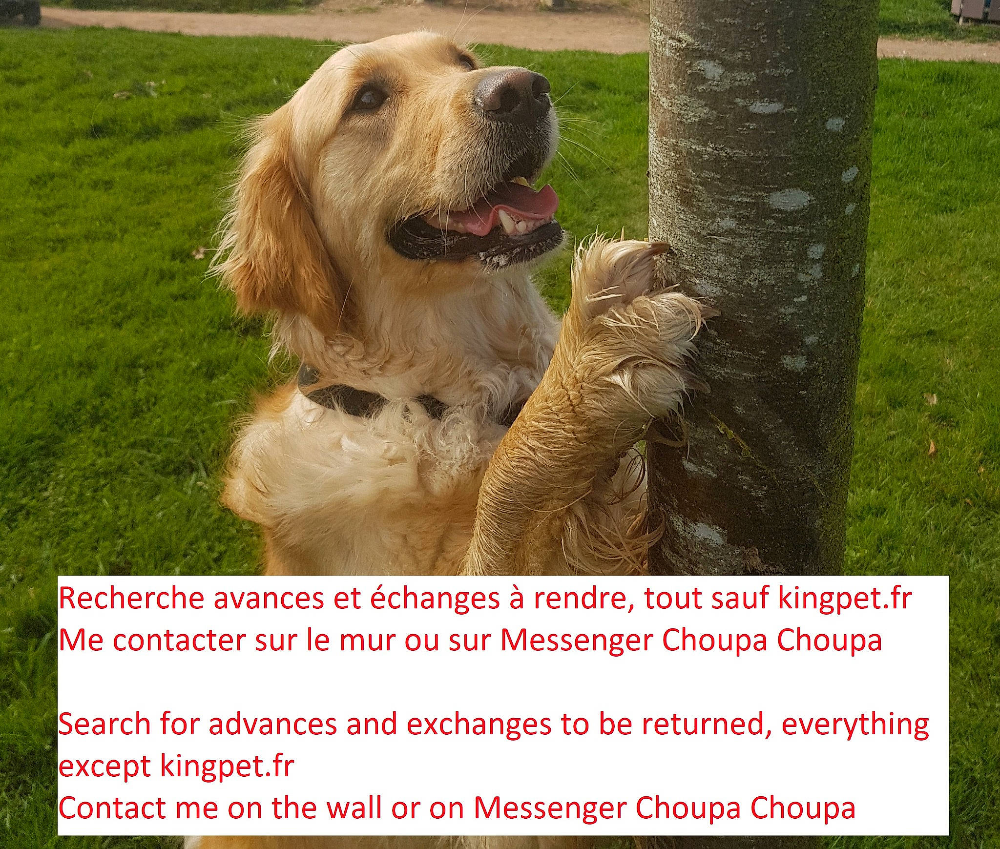 Madie a rejoint le concours — aidez-le/la à gagner de superbes lots ! adaptation, carnivore, companion_dog, dog, dog_breed, dog_collar, dog_supply, gesture, grass, gun_dog, happy, liver, mammal, photo_caption, plant, retriever, sharing, sporting_group, trunk, working_animal