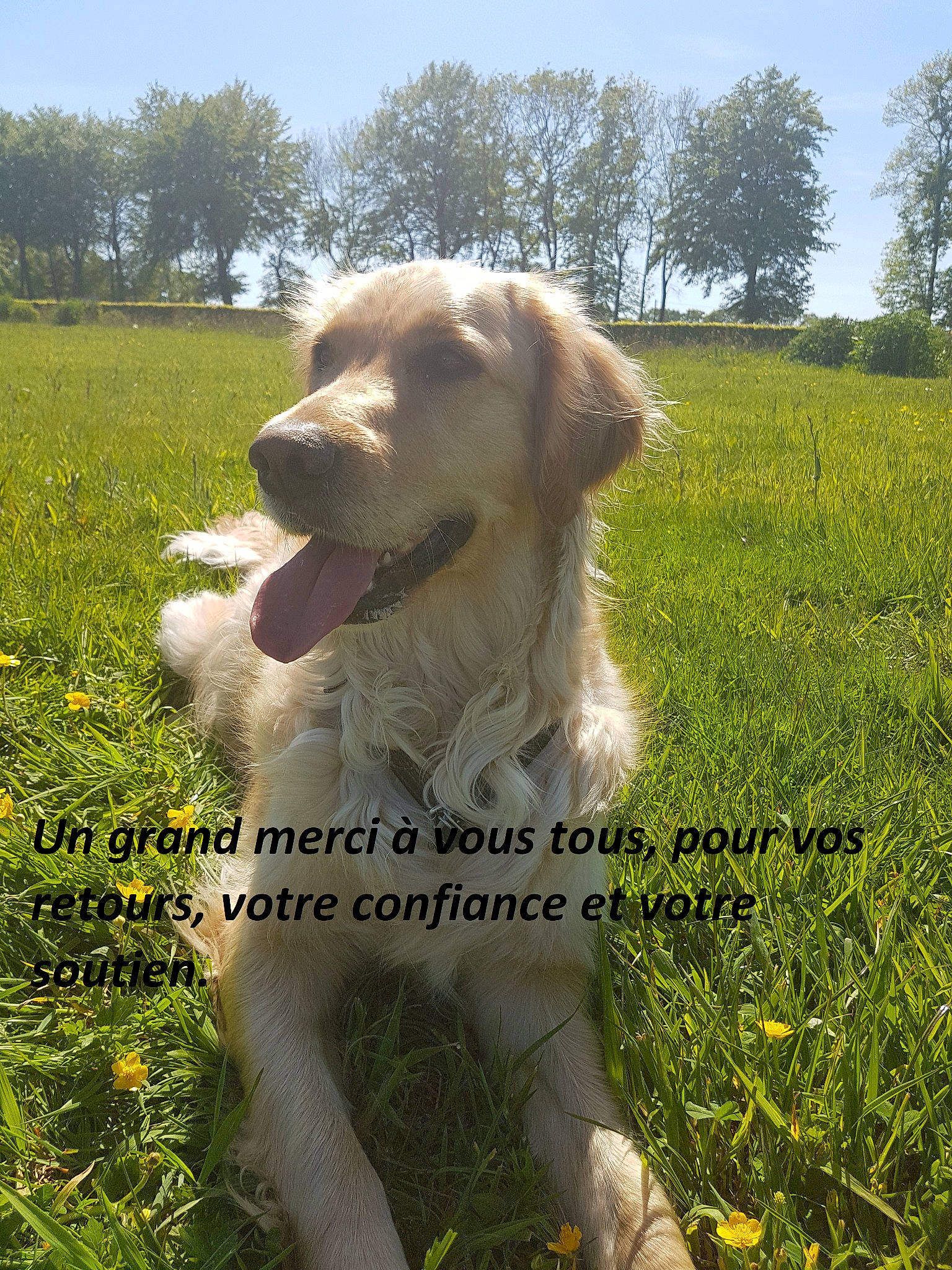 Madie a rejoint le concours — aidez-le/la à gagner de superbes lots ! carnivore, collar, companion_dog, dog, dog_breed, dog_collar, field, flower, grass, grassland, happy, meadow, natural_landscape, people_in_nature, plant, prairie, sky, sporting_group, tree, working_animal