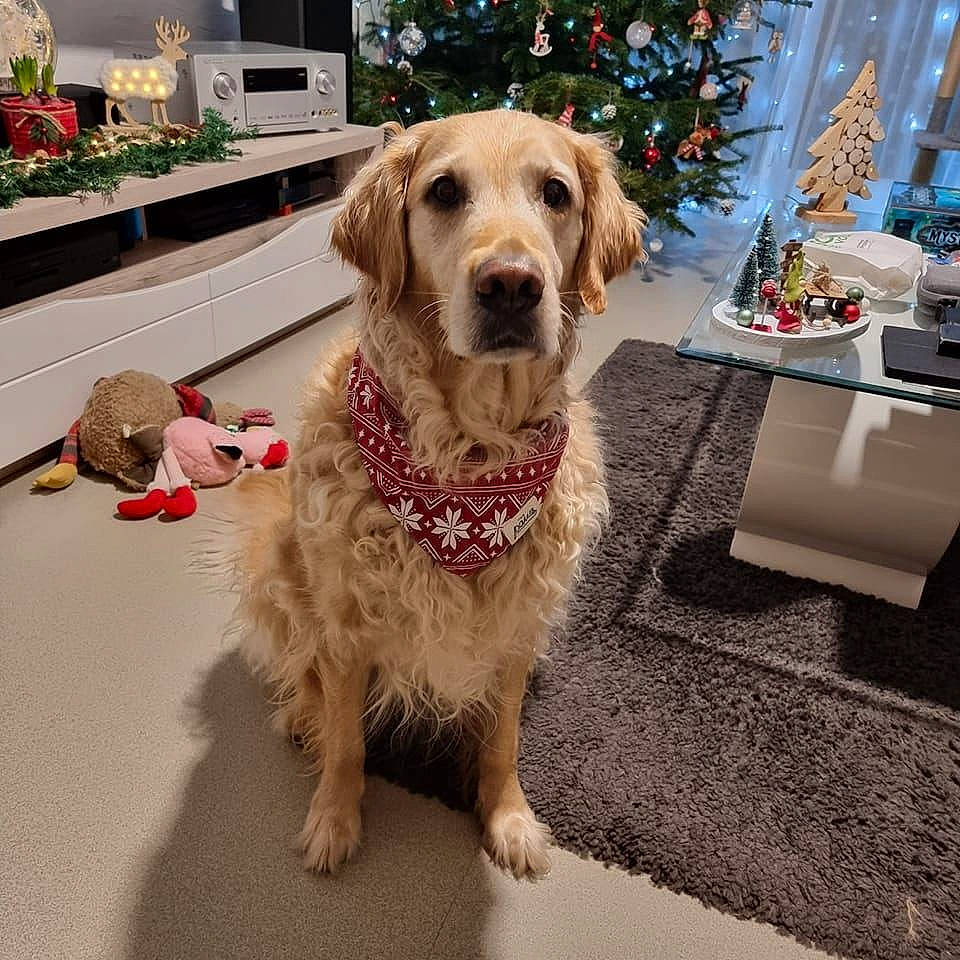 Madie a rejoint le concours — aidez-le/la à gagner de superbes lots ! carnivore, collar, companion_dog, dog, dog_breed, dog_collar, event, fashion_accessory, flooring, flowerpot, fur, houseplant, pet_supply, plant, shipping_box, snout, tree, window, wood, working_animal