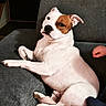 dog, white_dog, brown_patch, couch, gray_couch, pet, relaxed, indoor, living_room, blanket, paw, canine, animal, cute, domestic_animal, resting, comfort, furniture, hand, cozy