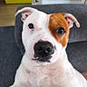 animal, black_nose, brown_patch, canine, close_up, companion, couch, cute, dog, domestic_animal, ears, face, friendly, furry, indoor, looking_at_camera, pet, portrait, sitting, white_fur