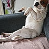 Vegas a rejoint le concours — aidez-le/la à gagner de superbes lots ! animal, blanket, brown_patch, canine, couch, curious, dog, ears, fur, furniture, household, indoor, looking, lounge, paw, pet, portrait, relaxed, resting, white_dog