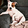Vegas a rejoint le concours — aidez-le/la à gagner de superbes lots ! animal, blanket, brown_patch, canine, companion, couch, cute, dog, domestic, ear, furniture, gray_couch, home, indoor, lounge, paw, pet, pink_blanket, relaxed, white_dog