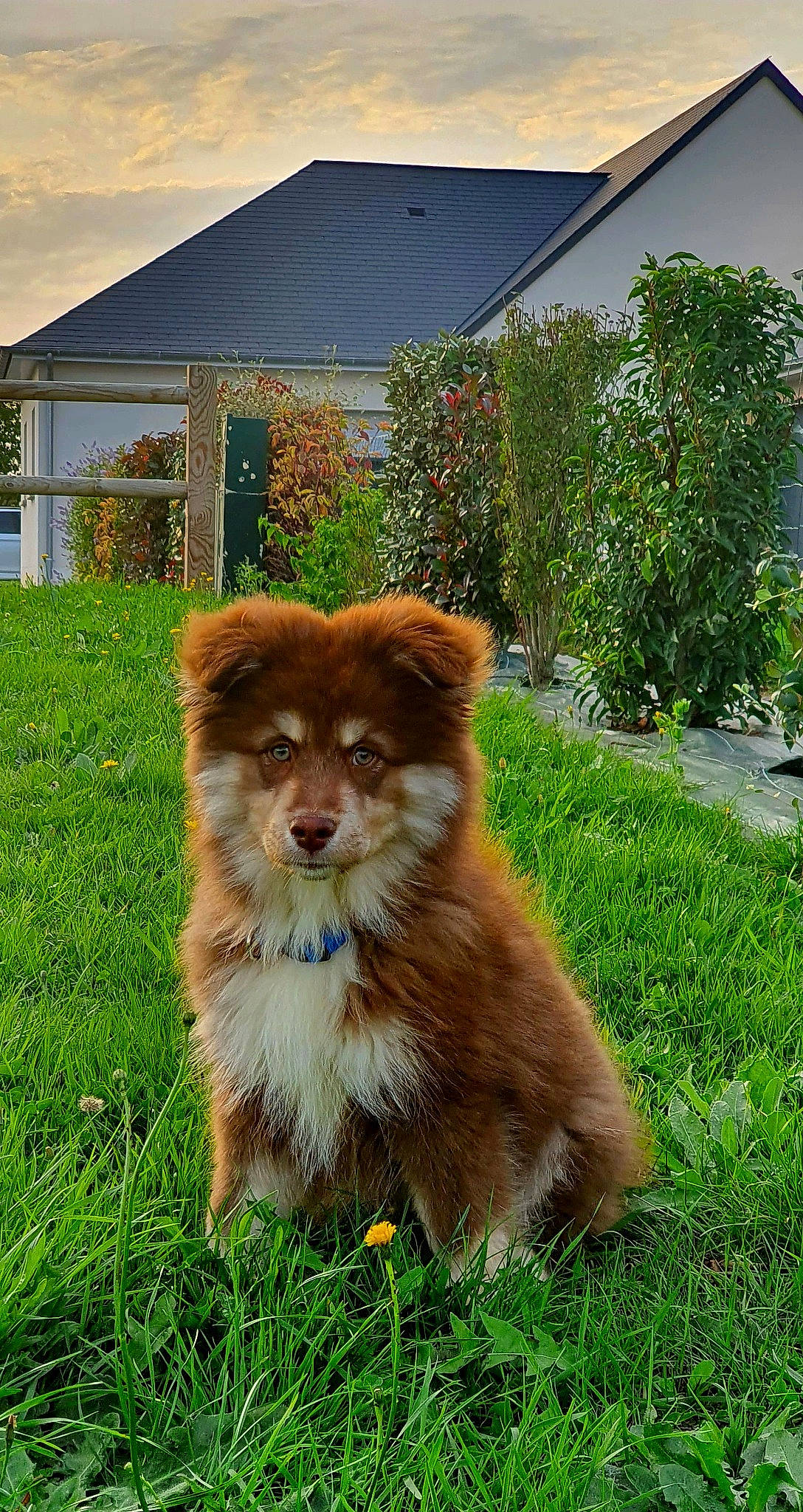 Tokyo a rejoint le concours — aidez-le/la à gagner de superbes lots ! carnivore, companion_dog, dog, dog_breed, fawn, felidae, fur, german_spitz, grass, landscape, liver, plant, snout, spitz, tail, terrestrial_animal, tree, whiskers, wildlife, working_animal