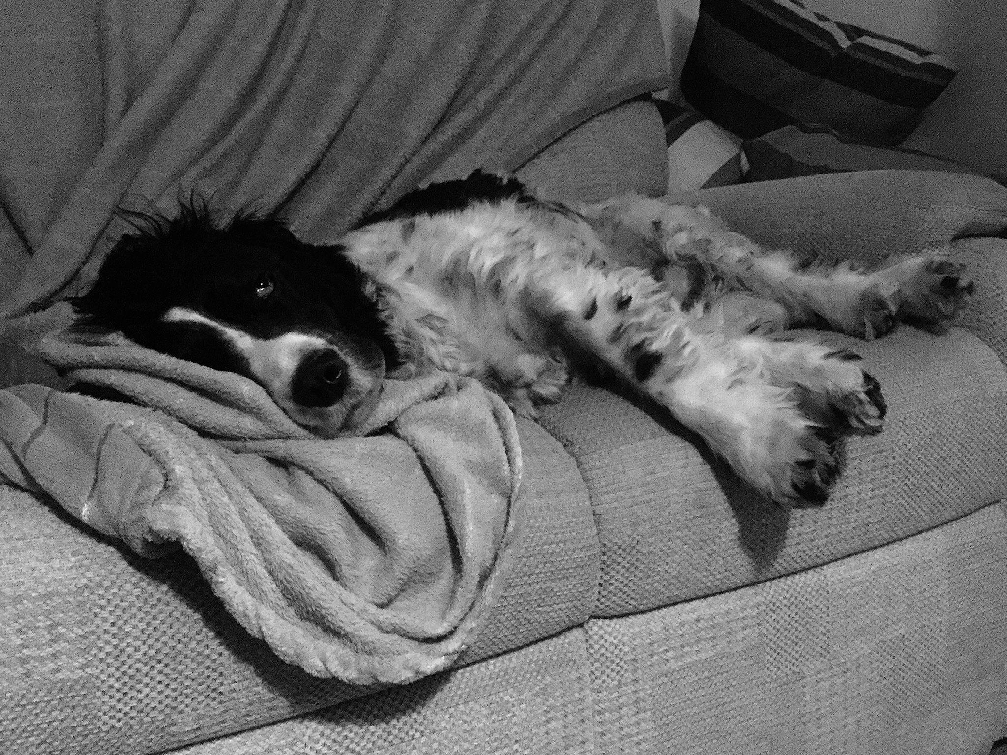 Bentley joined the competition — help win amazing prizes! black_and_white, canidae, carnivore, companion_dog, dog, dog_breed, english_springer_spaniel, fur, monochrome, nap, retriever, sleep, spaniel, sporting_group