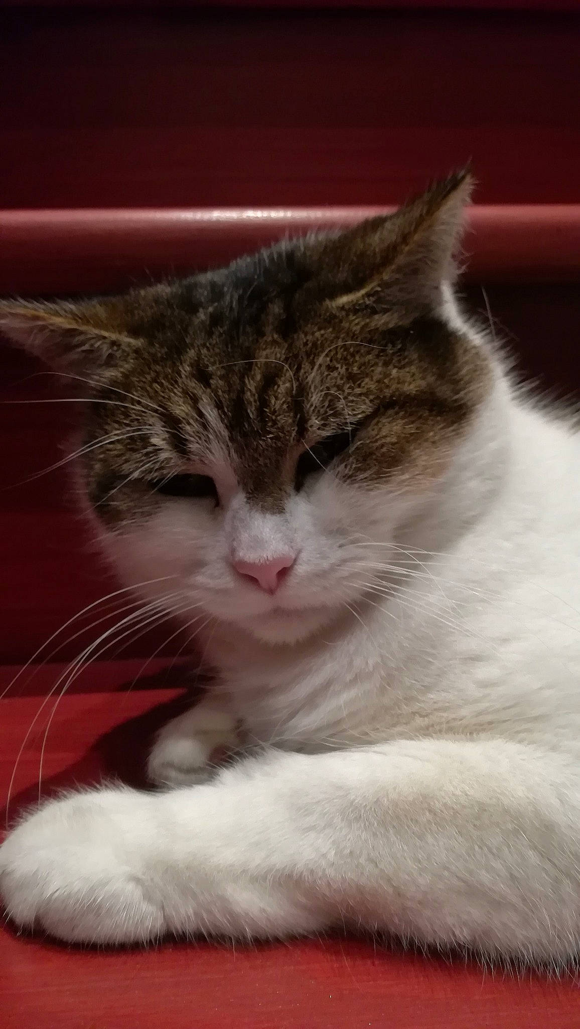 Mascotte a rejoint le concours — aidez-le/la à gagner de superbes lots ! aegean_cat, american_wirehair, asian, carnivore, cat, domestic_short_haired_cat, european_shorthair, felidae, fur, kitten, nose, polydactyl_cat, small_to_medium_sized_cats, snout, whiskers