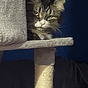 Sasha is registered to the contest to win money with this photo: cat, tabby, cat_tree, pet, animal, feline, indoor, peeking, curious, fur, whiskers, ears, face, scratching_post, resting, looking, home, cute, domestic, cozy