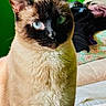 cat, siamese_cat, blue_eyes, fur, pet, indoor, green_wall, bed, blanket, clothing, portrait, animal, mammal, whiskers, sitting, domestic_cat, feline, cute, close_up, household
