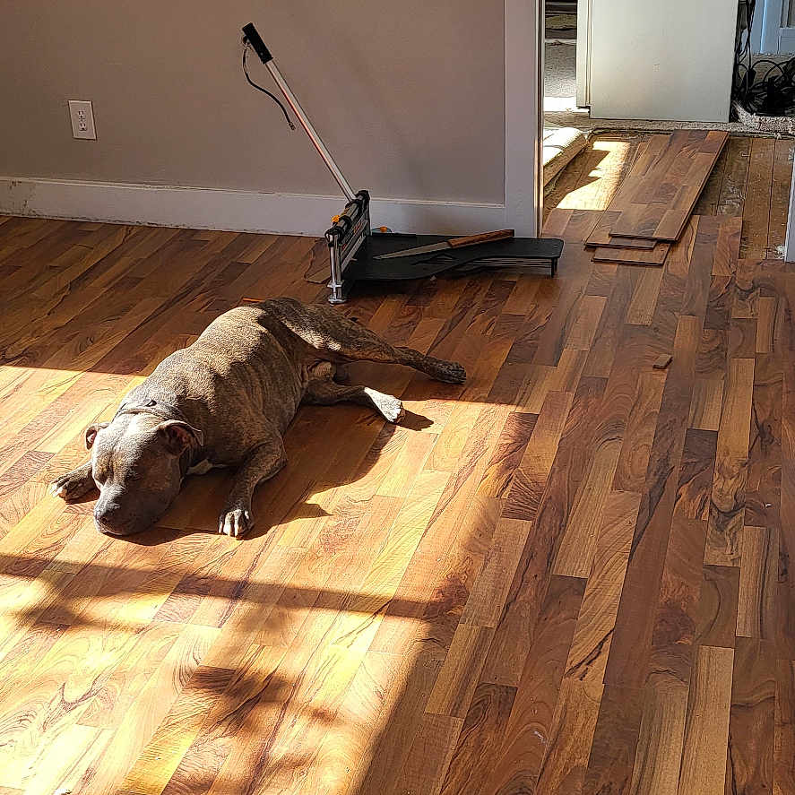 Bully Mack Baby joined the competition — help win amazing prizes! animal, appliance, canine, cleaning, device, dog, electricaldevice, hardwood, hound, husky, indoors, interiordesign, person, pet, plywood, puppy, refrigerator, stainedwood, wood, woodpanels
