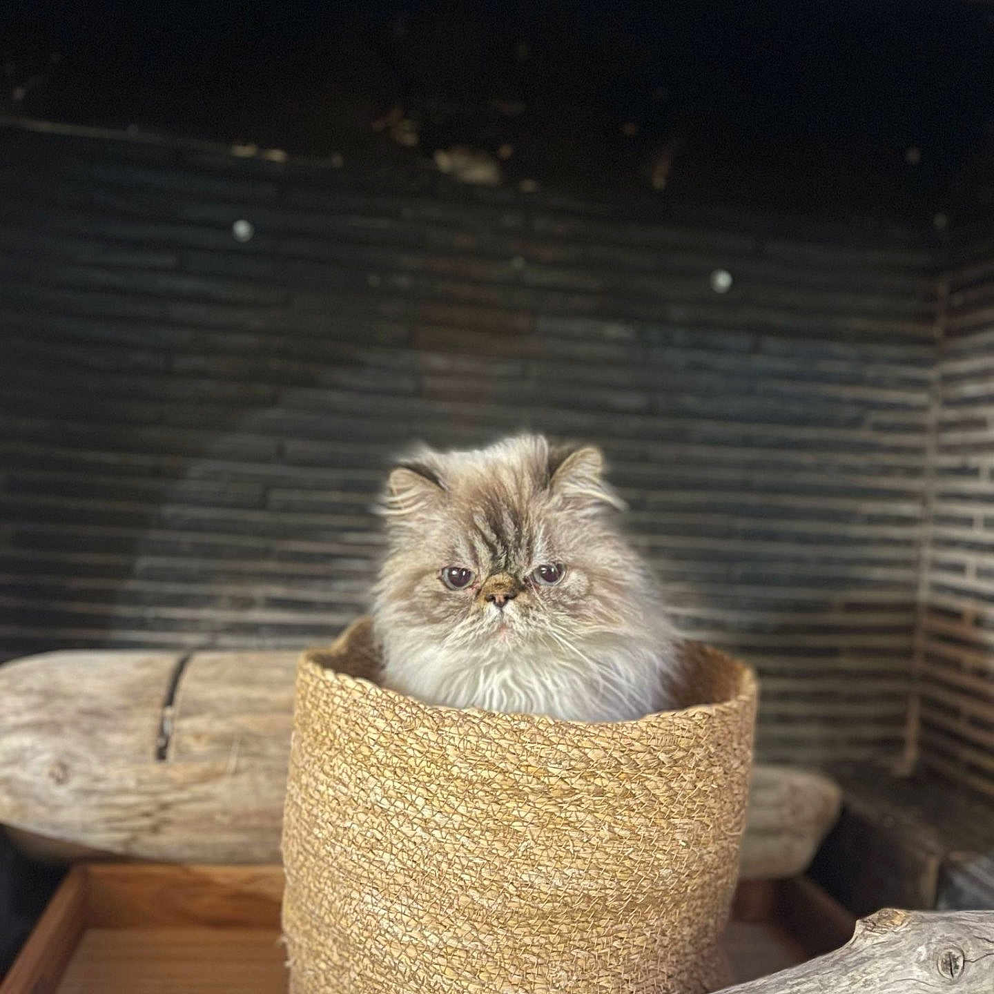 Shaan a rejoint le concours — aidez-le/la à gagner de superbes lots ! animal, basket, cat, container, cozy, cute, domestic, expression, face, feline, fluffy, fur, indoor, log, pet, portrait, rustic, sitting, texture, wood