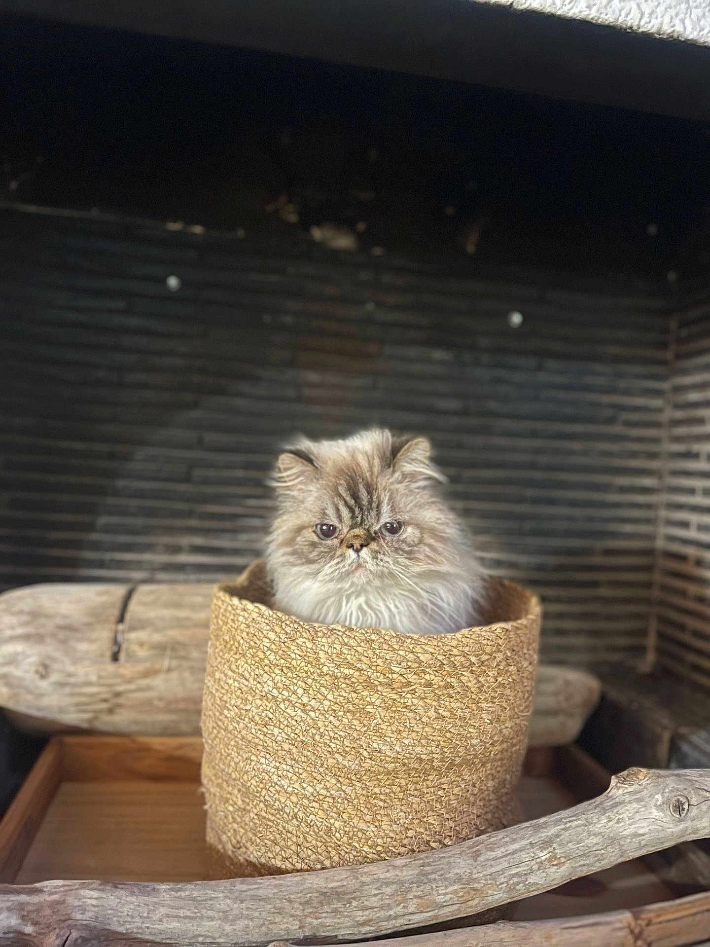 Shaan a rejoint le concours — aidez-le/la à gagner de superbes lots ! cat, fluffy, basket, wood, log, rustic, indoor, pet, feline, cozy, fur, animal, portrait, sitting, domestic, cute, face, expression, container, texture