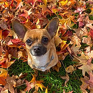 Millie Rose is registered to the contest to win money with this photo: animal, autumn_leaves, brown_dog, chihuahua, collar, colorful, cute, dog, ears, fall, grass, leaf_pile, looking_up, nature, outdoor, pet, portrait, seasonal, small_dog, sunlight