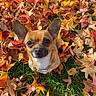 animal, autumn_leaves, brown_dog, chihuahua, collar, colorful, cute, dog, ears, fall, grass, leaf_pile, looking_up, nature, outdoor, pet, portrait, seasonal, small_dog, sunlight