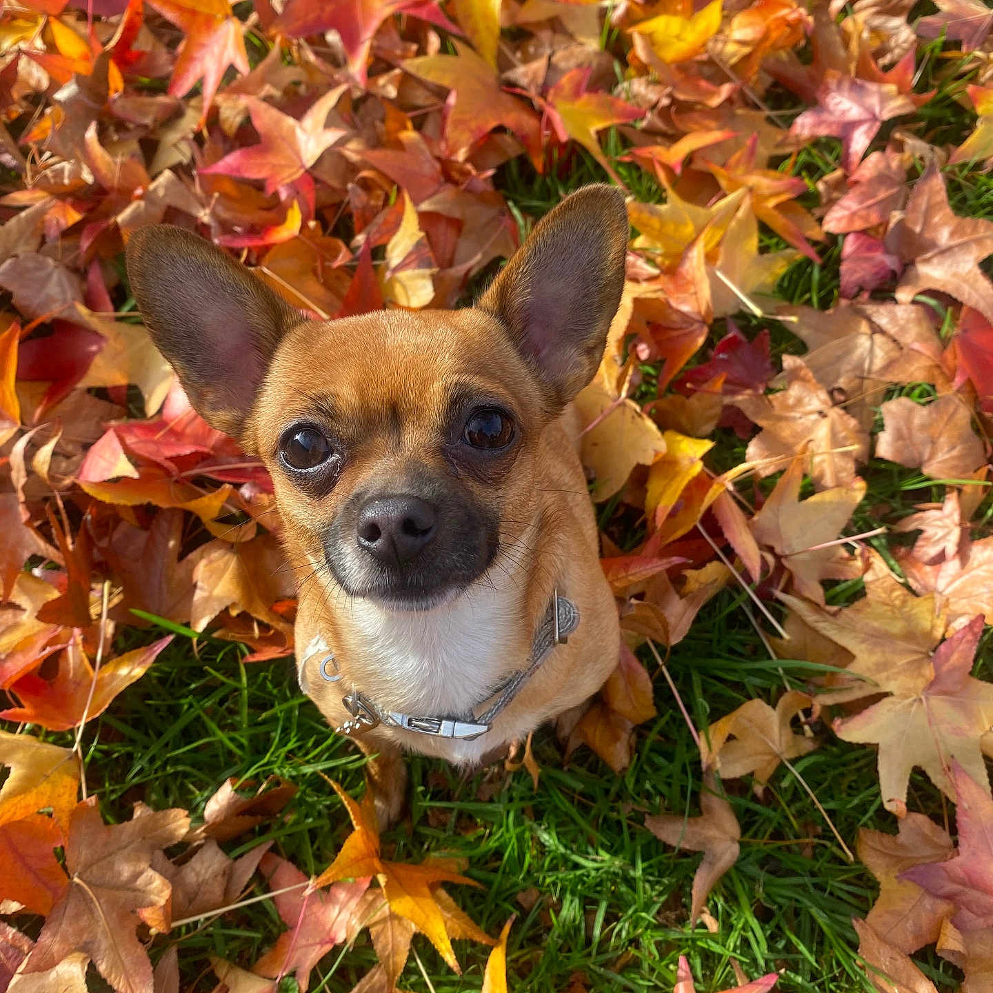 Millie Rose