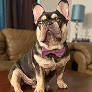Versace is registered to the contest to win money with this photo: dog, french_bulldog, bow_tie, portrait, sitting, indoors, living_room, furniture, coffee_table, couch, lamp, curtains, brown_coat, black_and_tan, pink_accessory, pet, canine, upright_ears, serious_expression, home_decor