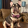 dog, french_bulldog, bow_tie, portrait, sitting, indoors, living_room, furniture, coffee_table, couch, lamp, curtains, brown_coat, black_and_tan, pink_accessory, pet, canine, upright_ears, serious_expression, home_decor