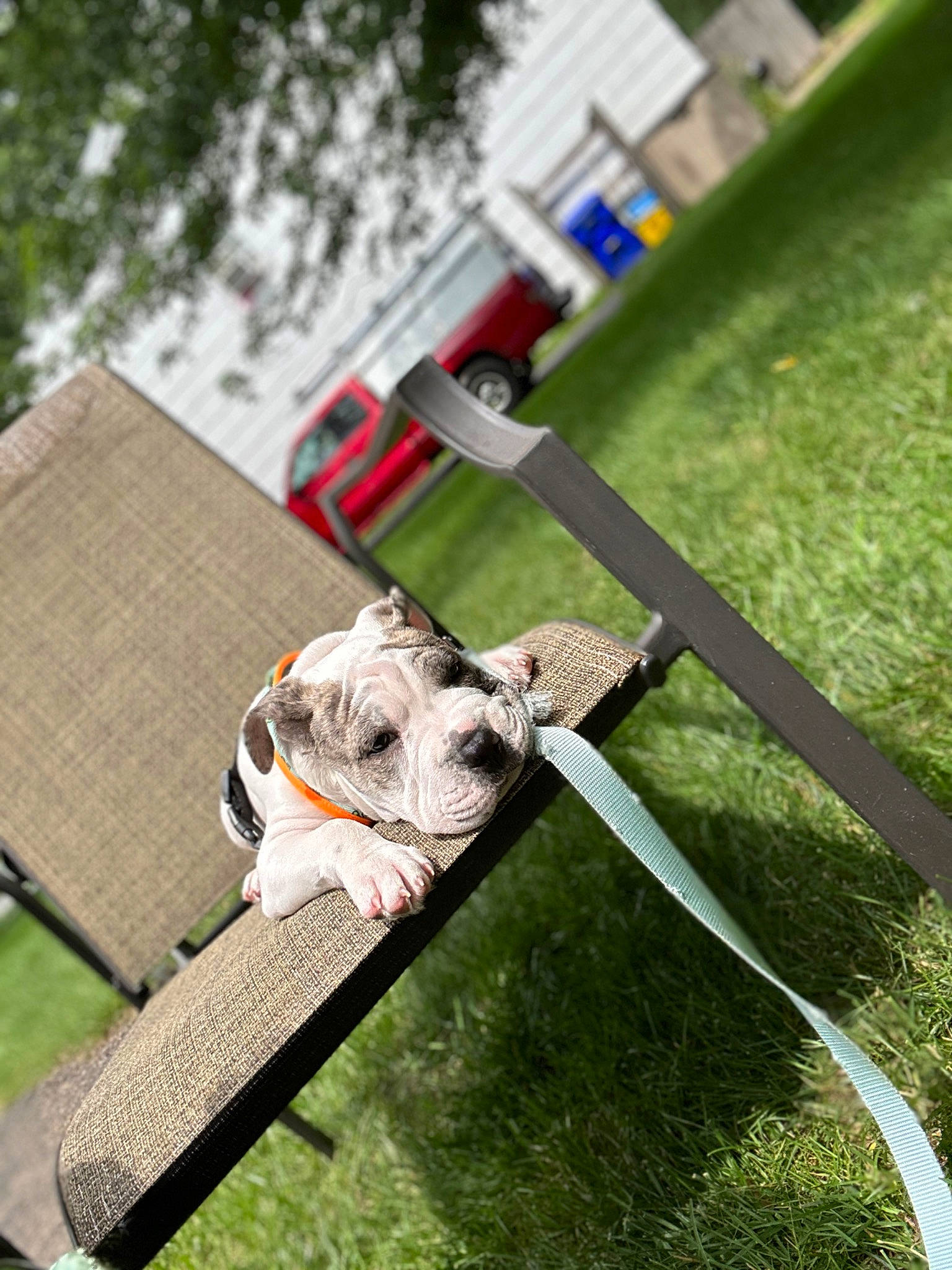 Dior is registered to the contest to win money with this photo: canidae, chain_link_fencing, companion_dog, dog_breed, fence, grass, house, leisure, mesh, metal, net, recreation, snout, sporting_group, tree, vehicle, wire_fencing, wood, working_animal, yard