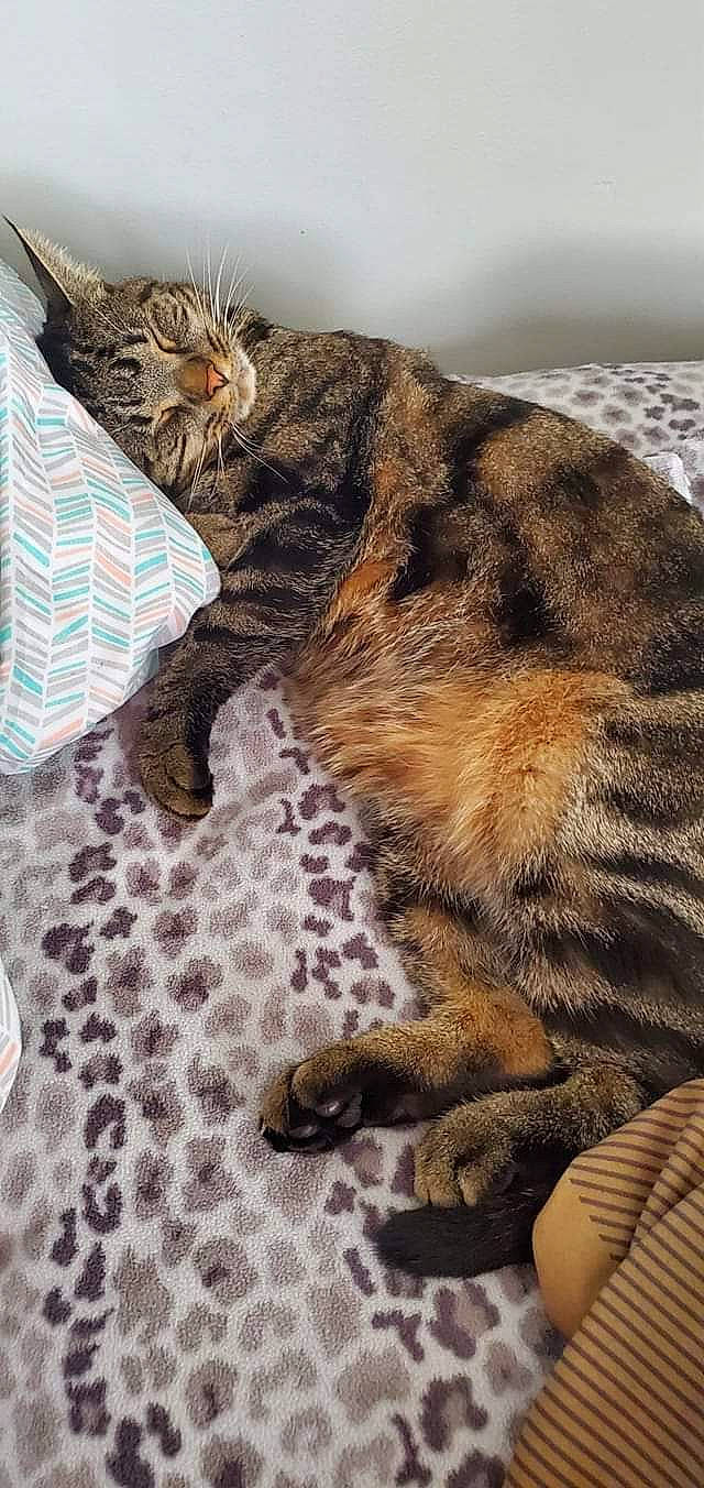 Sammy is registered to the contest to win money with this photo: bed, carnivore, cat, claw, comfort, domestic_short_haired_cat, fawn, felidae, flooring, fur, linens, nap, paw, room, small_to_medium_sized_cats, snout, tail, terrestrial_animal, textile, whiskers