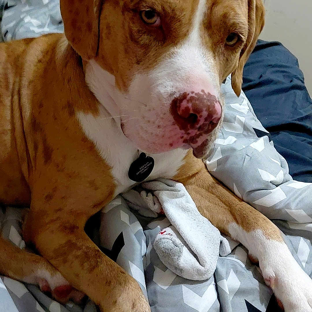 Redd