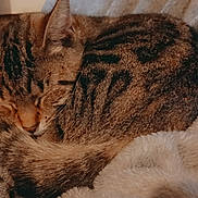 Potato joined the competition — help win amazing prizes! cat, tabby, sleeping, curled_up, blanket, cozy, furry, pet, animal, domestic, resting, cute, soft, warm, fur, closeup, indoor, relaxation, peaceful, nap