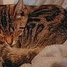 cat, tabby, sleeping, curled_up, blanket, cozy, furry, pet, animal, domestic, resting, cute, soft, warm, fur, closeup, indoor, relaxation, peaceful, nap