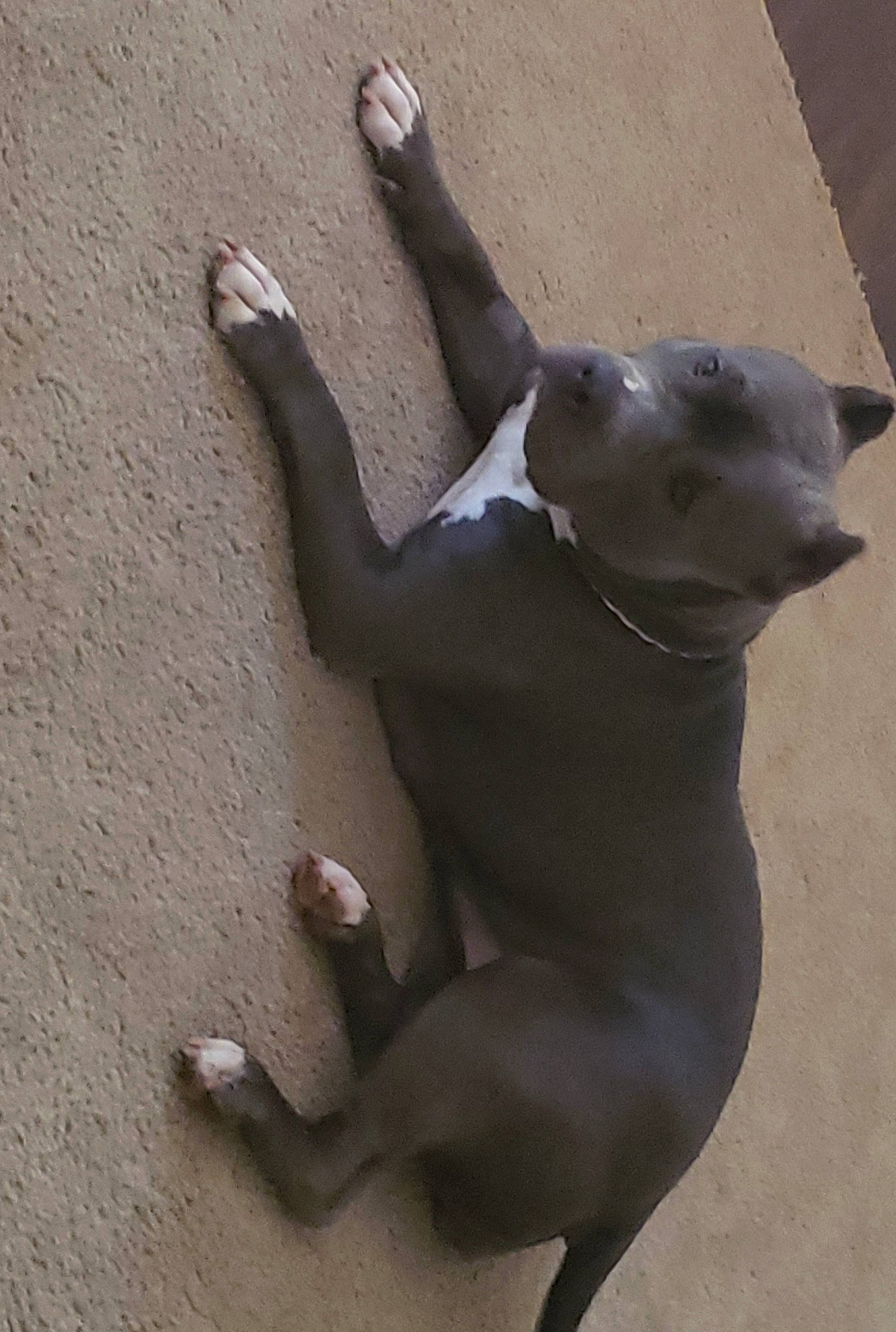 Jada is registered to the contest to win money with this photo: american_pit_bull_terrier, art, canidae, carnivore, dog, dog_breed, fawn, italian_greyhound, sporting_group, tail, weimaraner