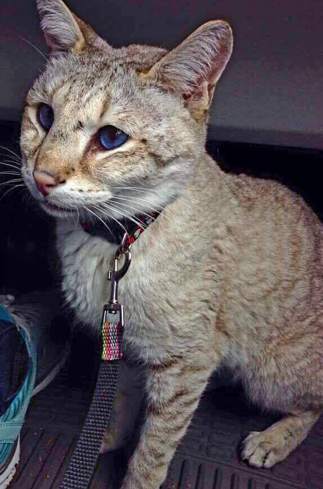 Jazz joined the competition — help win amazing prizes! carnivore, cat, claw, collar, fawn, felidae, fur, small_to_medium_sized_cats, snout, tail, terrestrial_animal, whiskers, wildlife