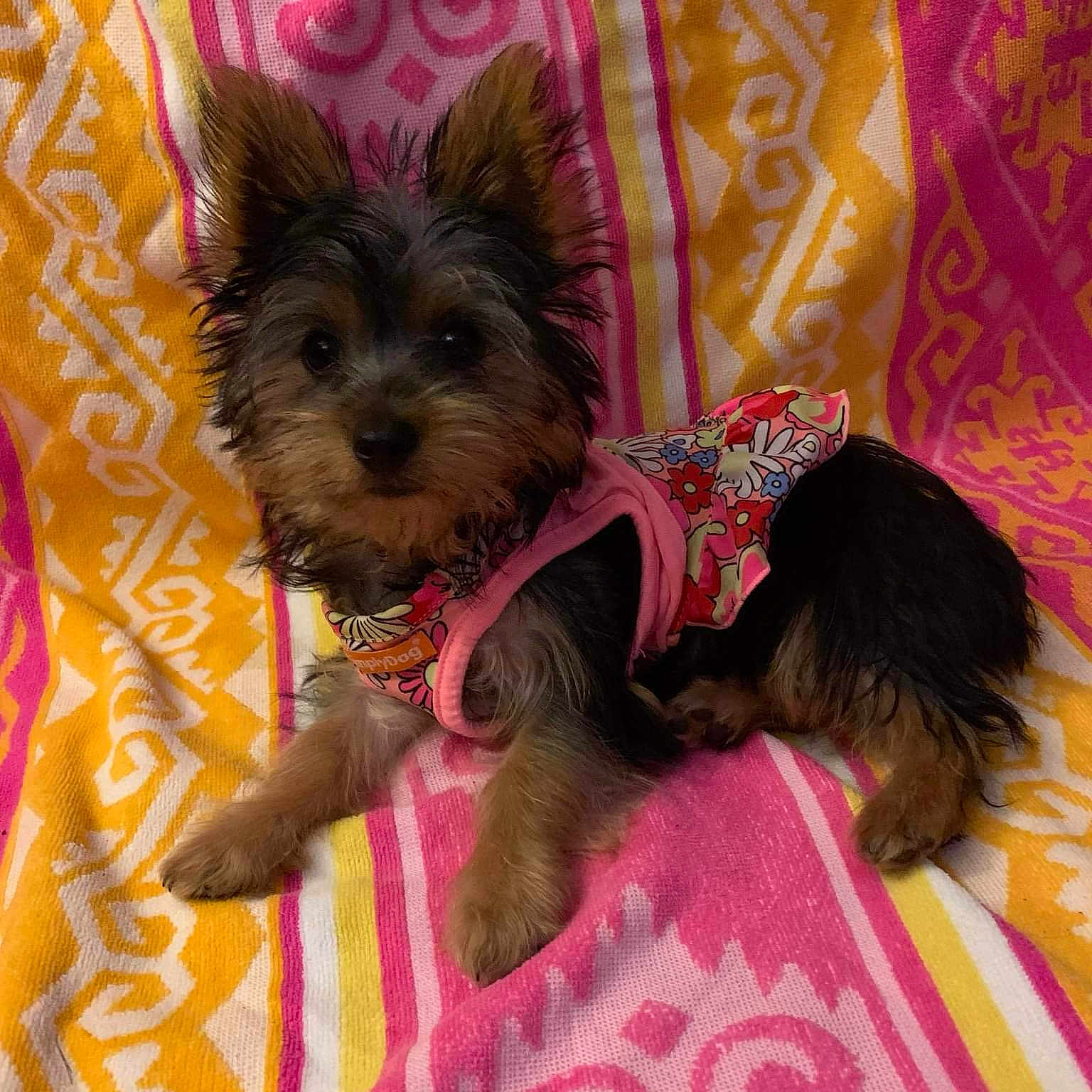 Rosie