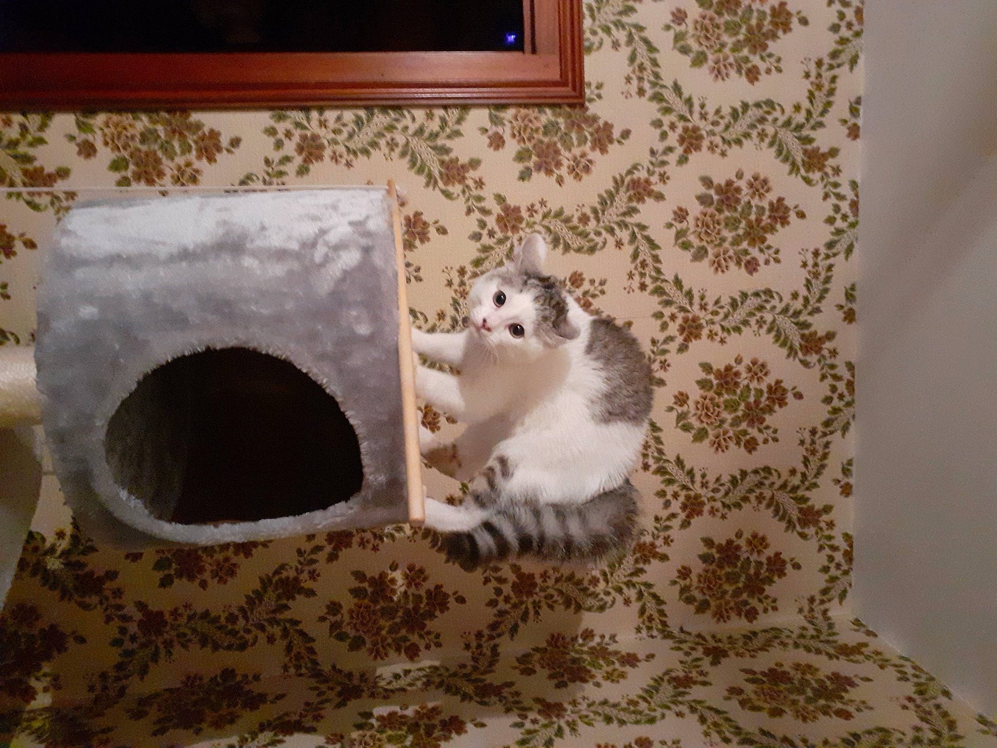 Saphire a rejoint le concours — aidez-le/la à gagner de superbes lots ! canidae, carnivore, cat, cat_supply, comfort_food, domestic_short_haired_cat, fawn, felidae, floor, flooring, fur, hardwood, paw, pet_supply, picture_frame, room, small_to_medium_sized_cats, tail, whiskers, wood