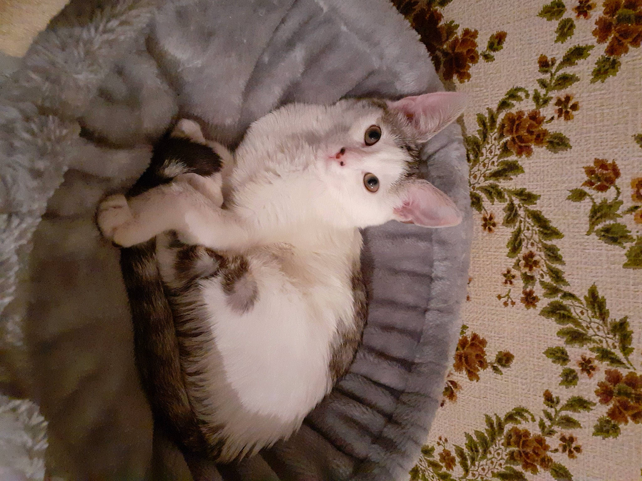 Saphire participe au concours pour gagner de l'argent avec cette photo : carnivore, cat, domestic_short_haired_cat, fang, felidae, fur, pattern, paw, plant, small_to_medium_sized_cats, snout, tail, textile, tree, whiskers