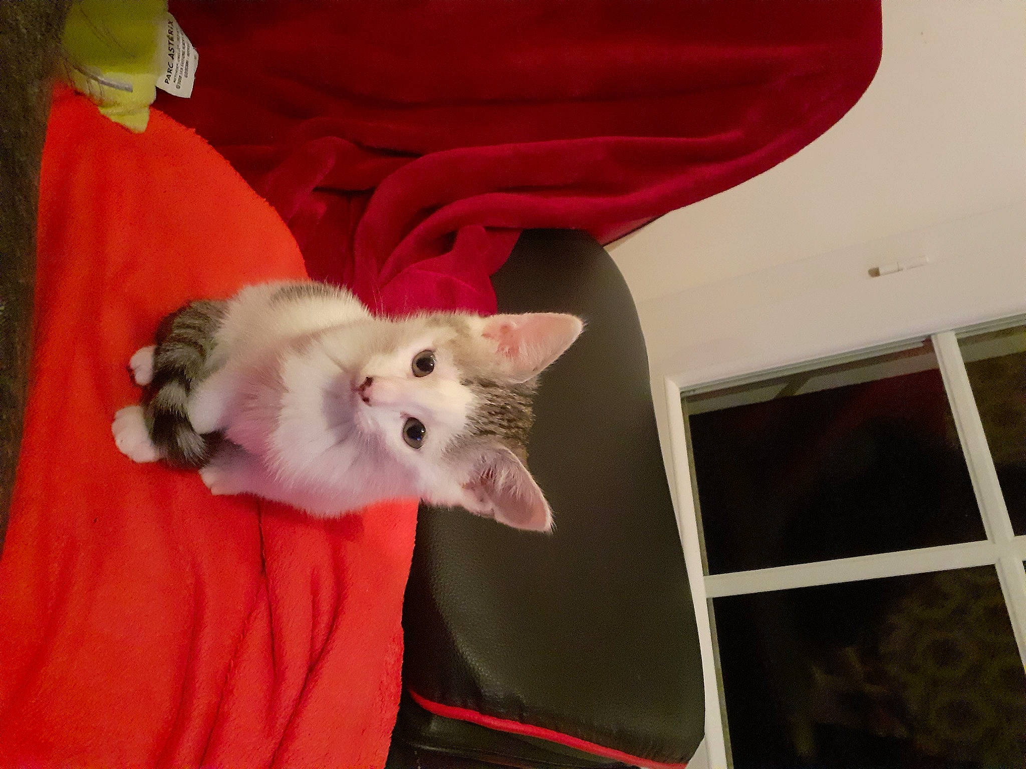 Saphire a rejoint le concours — aidez-le/la à gagner de superbes lots ! canidae, carmine, carnivore, cat, comfort, companion_dog, dog_breed, domestic_short_haired_cat, eye, fawn, felidae, fur, head, mouse, paw, small_to_medium_sized_cats, snout, tail, whiskers, window