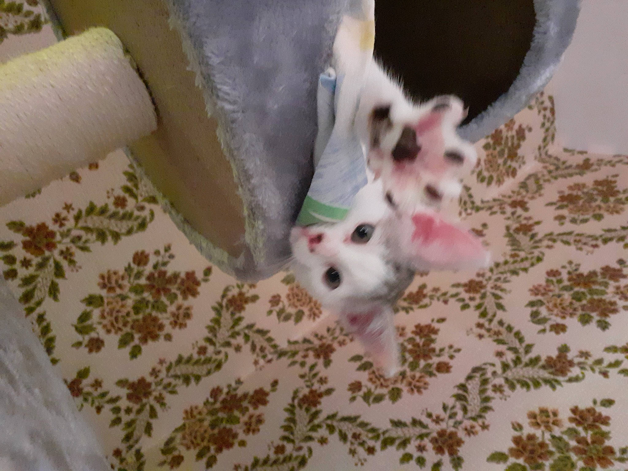 Saphire participe au concours pour gagner de l'argent avec cette photo : canidae, carnivore, cat, comfort, companion_dog, dog_breed, domestic_short_haired_cat, fawn, felidae, fur, linens, paw, pet_supply, photo_caption, small_to_medium_sized_cats, snout, sporting_group, tail, toy_dog, whiskers