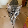 animal, bag, cat, close_up, curious, cute, domestic_cat, door, ears, feline, floor_tile, gray_tabby, indoor, kitten, pet, tail, walking, whiskers, wide_eyes, young_cat