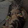 Mochi participe au concours pour gagner de l'argent avec cette photo : animal, blanket, cat, claws, couch, cozy, cute, feline, fur, indoor, kitten, mammal, pet, playful, relaxed, resting, small, toy, whiskers, young