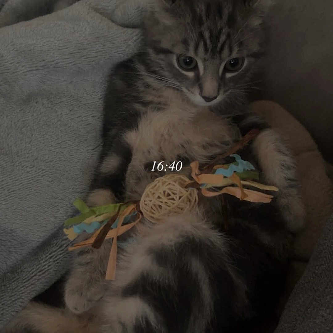 Mochi