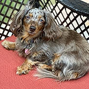 Coco joined the competition — help win amazing prizes! dog, dachshund, long_hair, pet, animal, cushion, chair, outdoor, relaxed, fur, brown, black, tan, ears, collar, tag, paw, tail, face, resting