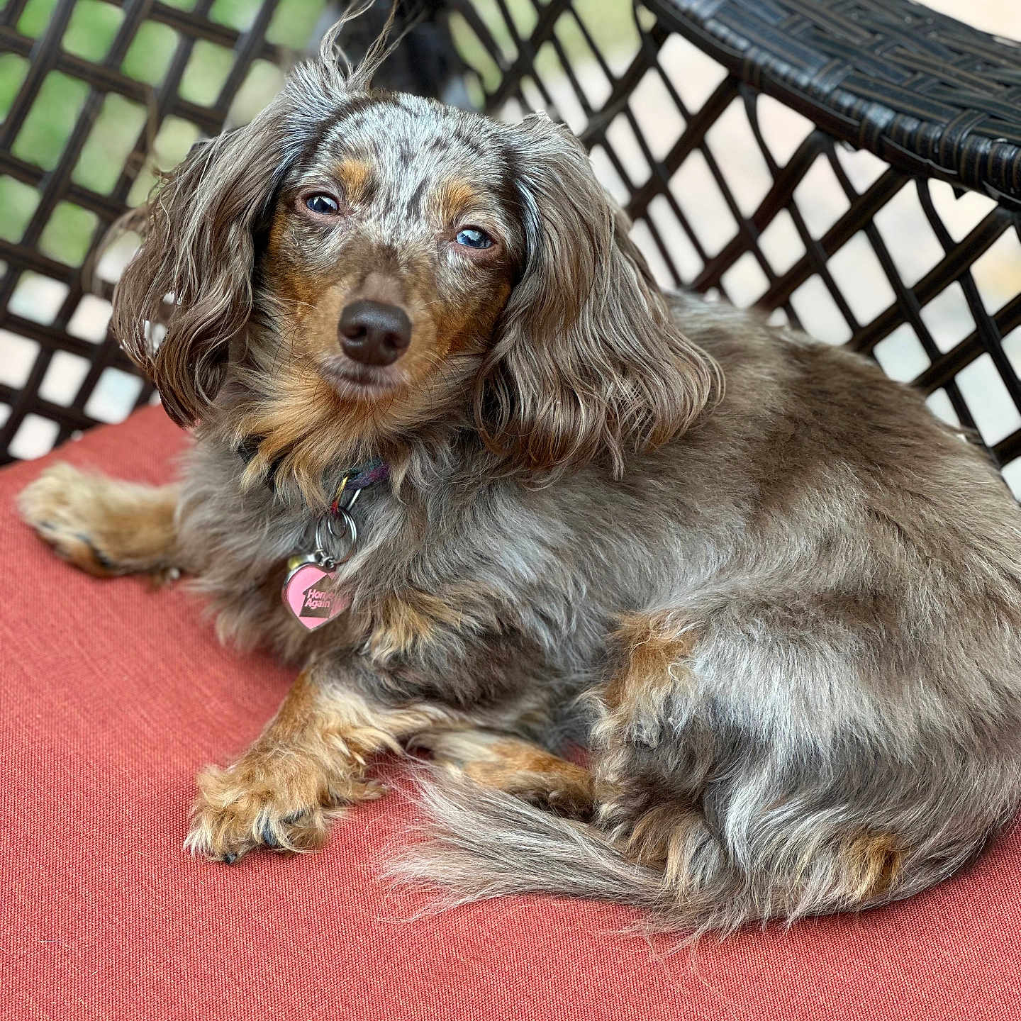 Coco joined the competition — help win amazing prizes! dog, dachshund, long_hair, pet, animal, cushion, chair, outdoor, relaxed, fur, brown, black, tan, ears, collar, tag, paw, tail, face, resting