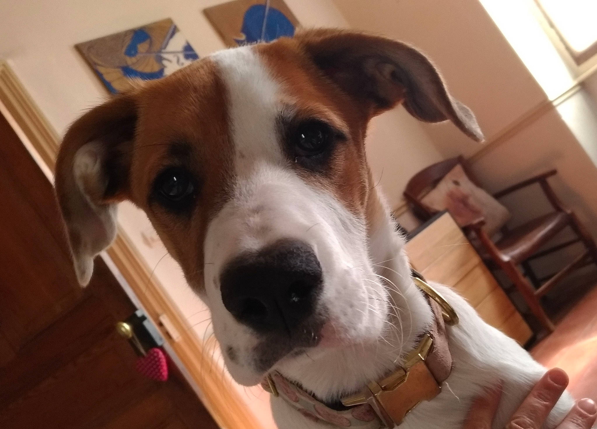 Praline participe au concours pour gagner de l'argent avec cette photo : canidae, carnivore, companion_dog, dog, dog_breed, ear, fawn, jack_russell_terrier, mammal, nose, potcake_dog, rare_breed_dog, russell_terrier, snout, sporting_group, vertebrate, whiskers