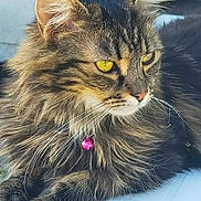 Tennessee a rejoint le concours — aidez-le/la à gagner de superbes lots ! cat, tabby, fluffy, yellow_eyes, pink_bell, collar, whiskers, close_up, fur, pet, animal, relaxed, outdoor, portrait, face, ears, paws, resting, feline, domestic_cat