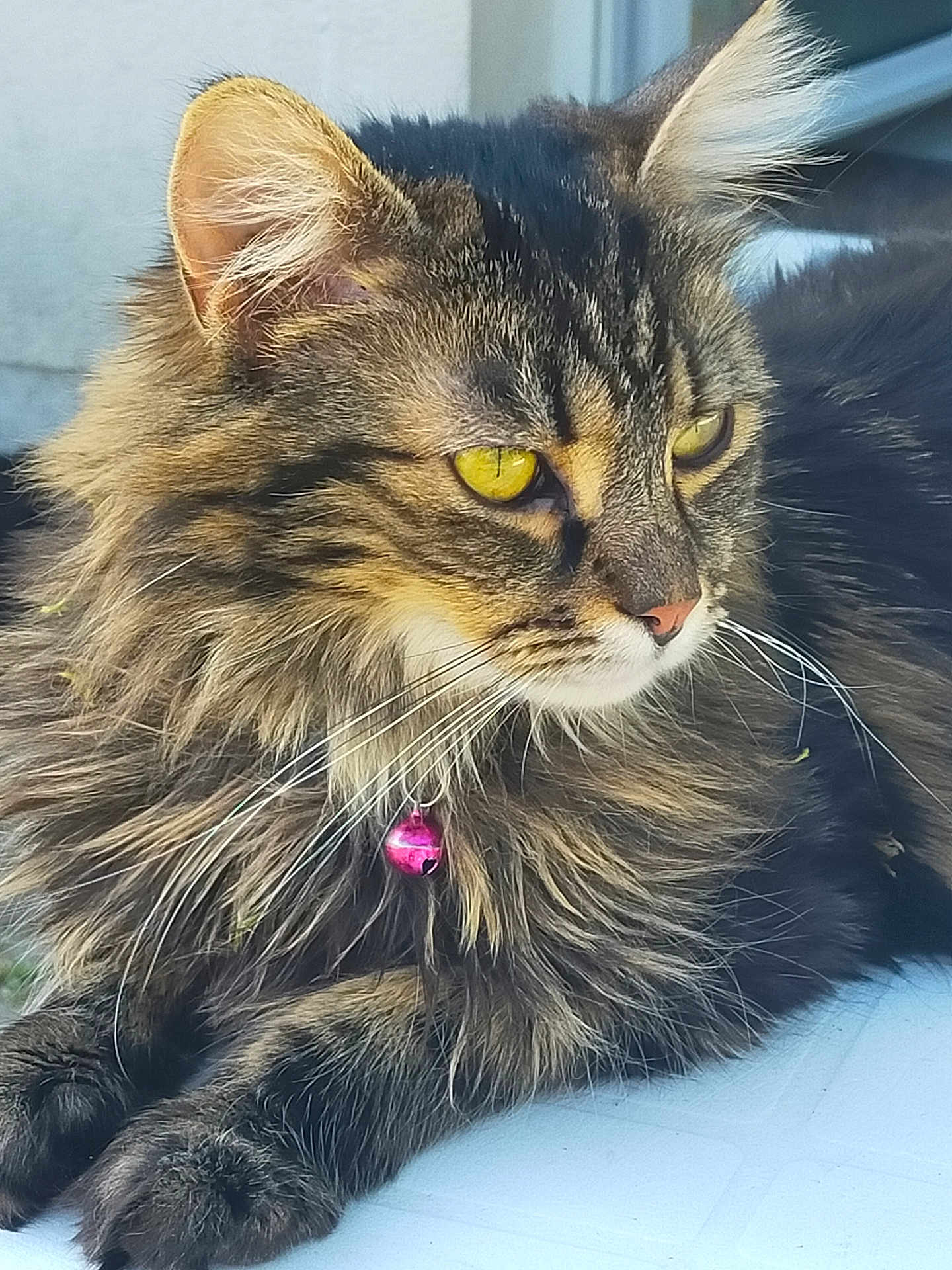 Tennessee a rejoint le concours — aidez-le/la à gagner de superbes lots ! cat, tabby, fluffy, yellow_eyes, pink_bell, collar, whiskers, close_up, fur, pet, animal, relaxed, outdoor, portrait, face, ears, paws, resting, feline, domestic_cat