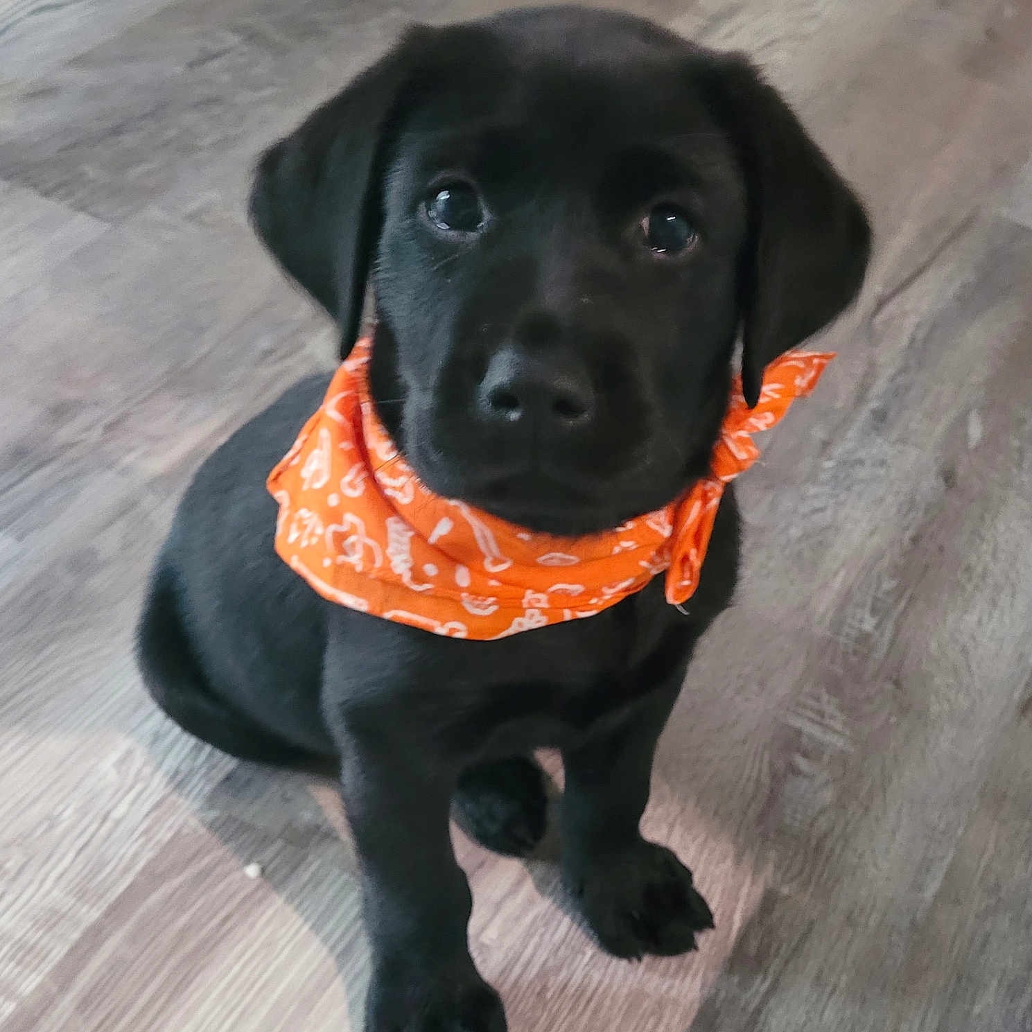 Shadow is registered to the contest to win money with this photo: adorable, animal, bandana, black, cute, dog, eyes, floor, fur, indoor, looking, nose, orange, paws, pet, portrait, puppy, sitting, wooden_floor, young