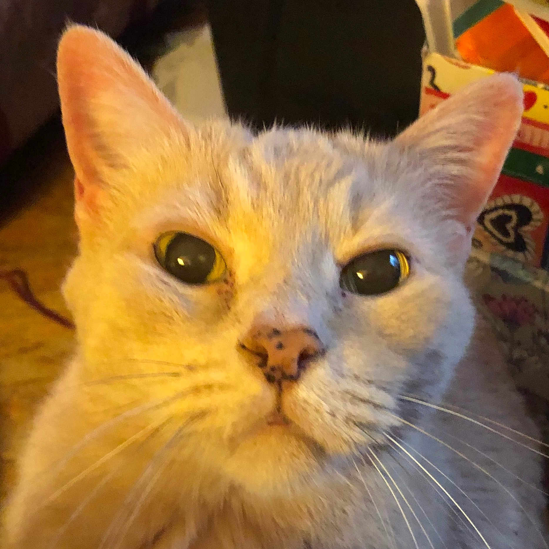 Jazz joined the competition — help win amazing prizes! abyssinian, angora, animal, blackcat, bodypart, brasssection, cat, citrusfruit, food, fruit, horn, kitten, manx, mouth, orange, person, pet, plant, produce, siamese