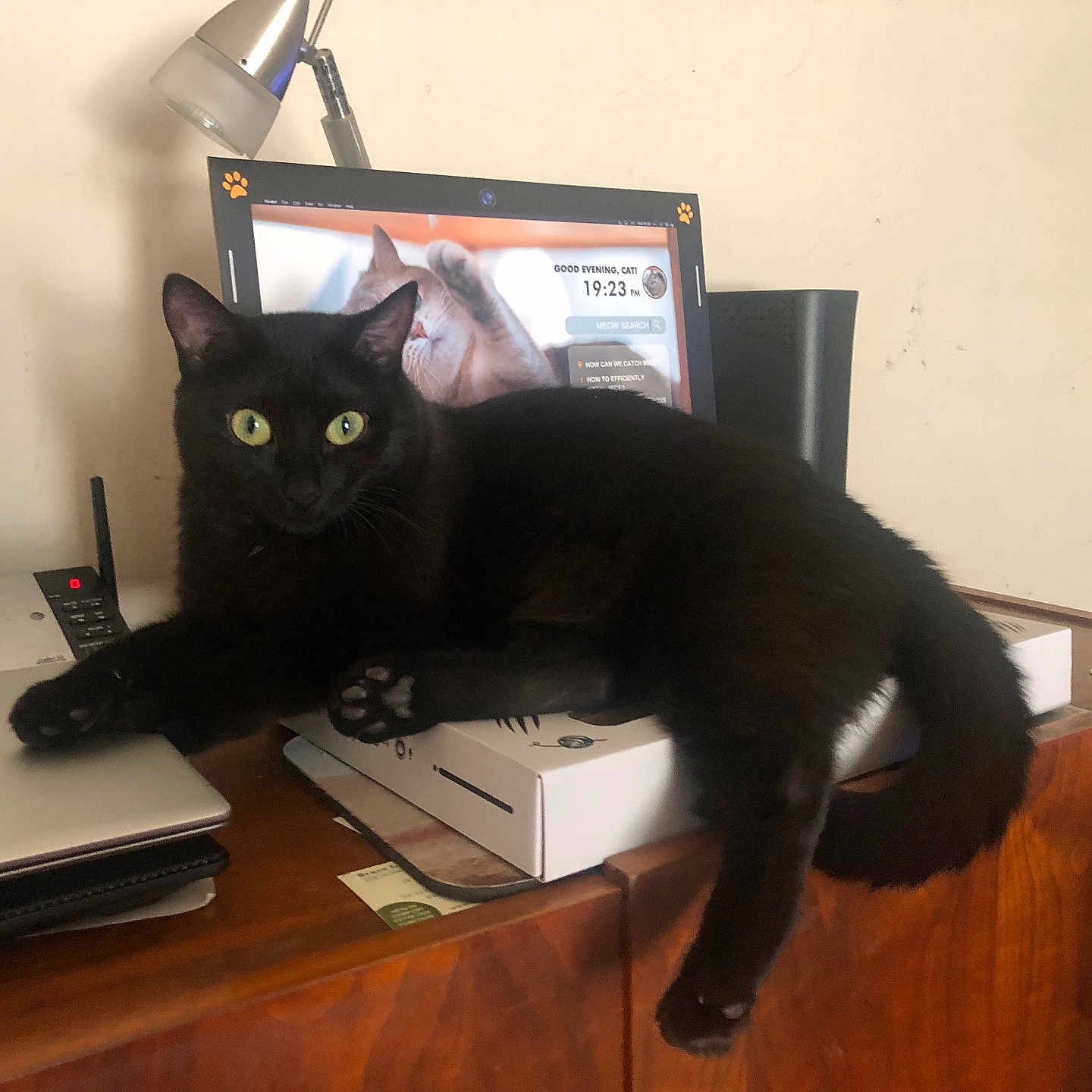 Mattea is registered to the contest to win money with this photo: animal, cat, computer, computerhardware, computerkeyboard, desk, drawer, electronics, furniture, hardware, laptop, mobilephone, monitor, pc, pet, phone, screen, table, tv, wood