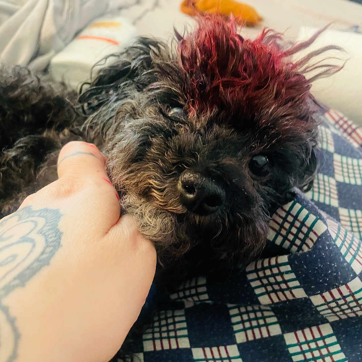 Tiki is registered to the contest to win money with this photo: animal, bed, black_dog, blanket, close_up, comfort, cozy, curly_fur, cute, dog, fur, hand, indoor, nosed, patterned_blanket, pet, red_hair, resting, sleepy, tattoo